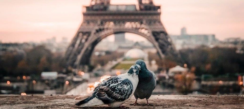 tauben paris liebe